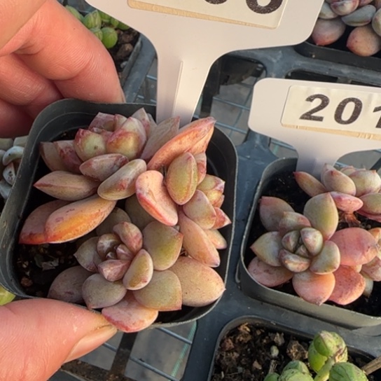 203香槟一物一拍多肉