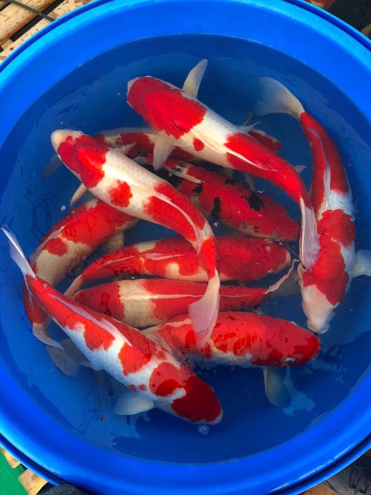 【直播链接】纯种锦鲤活体观赏鱼冷水淡水鱼好养耐活招财鱼