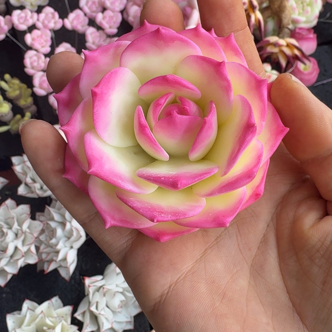 树脂415号哦哦哦哦哦哦哦