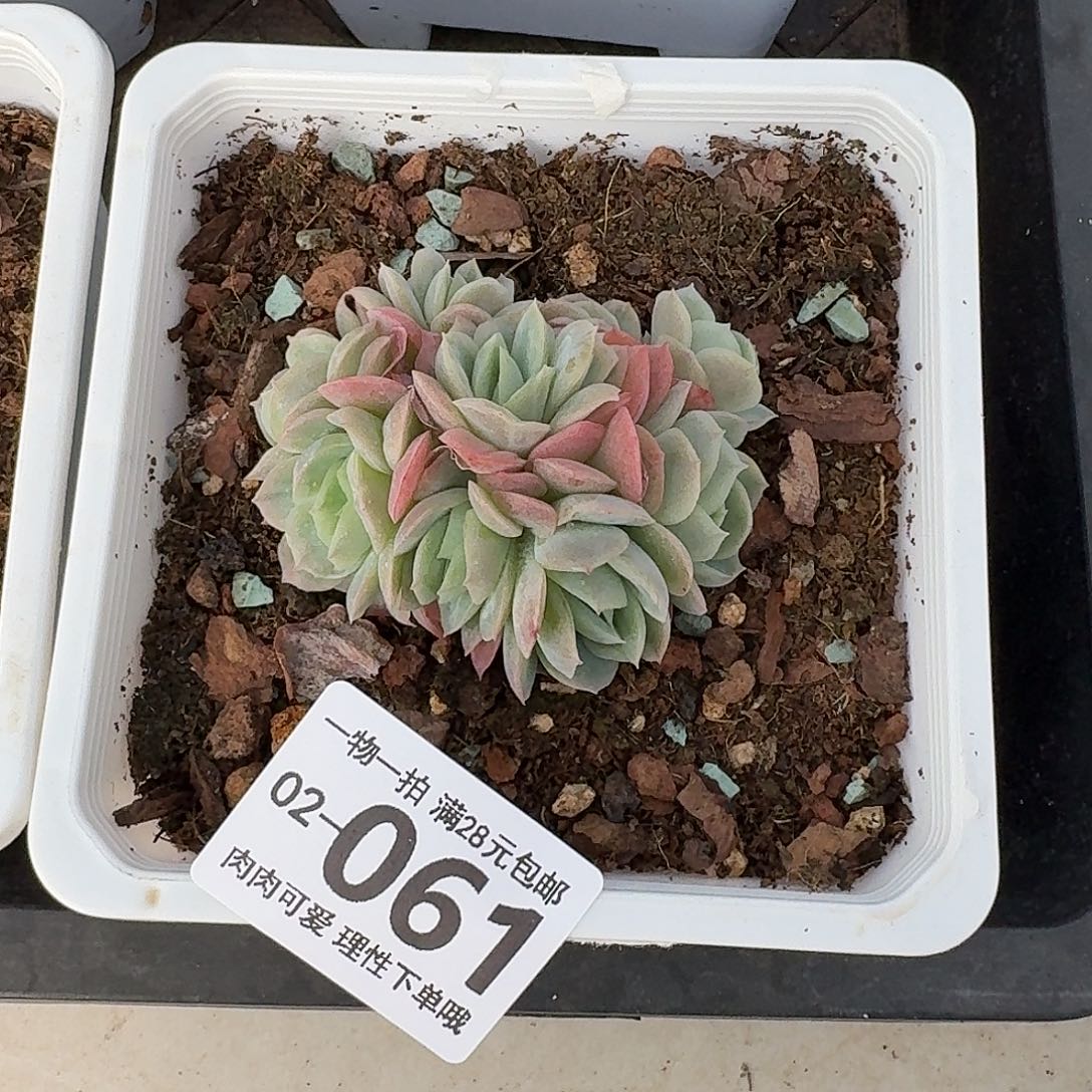 泡泡纱裙无盆土发货无