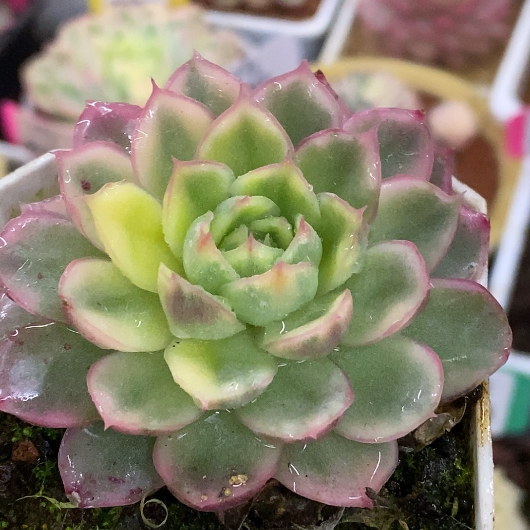 108冰琉璃哈哈哈哈哈哈