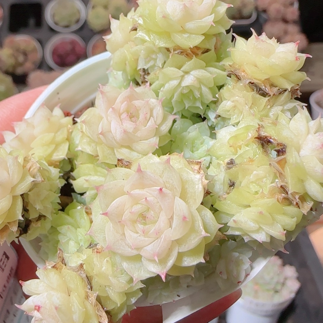 花语多肉1207-169散