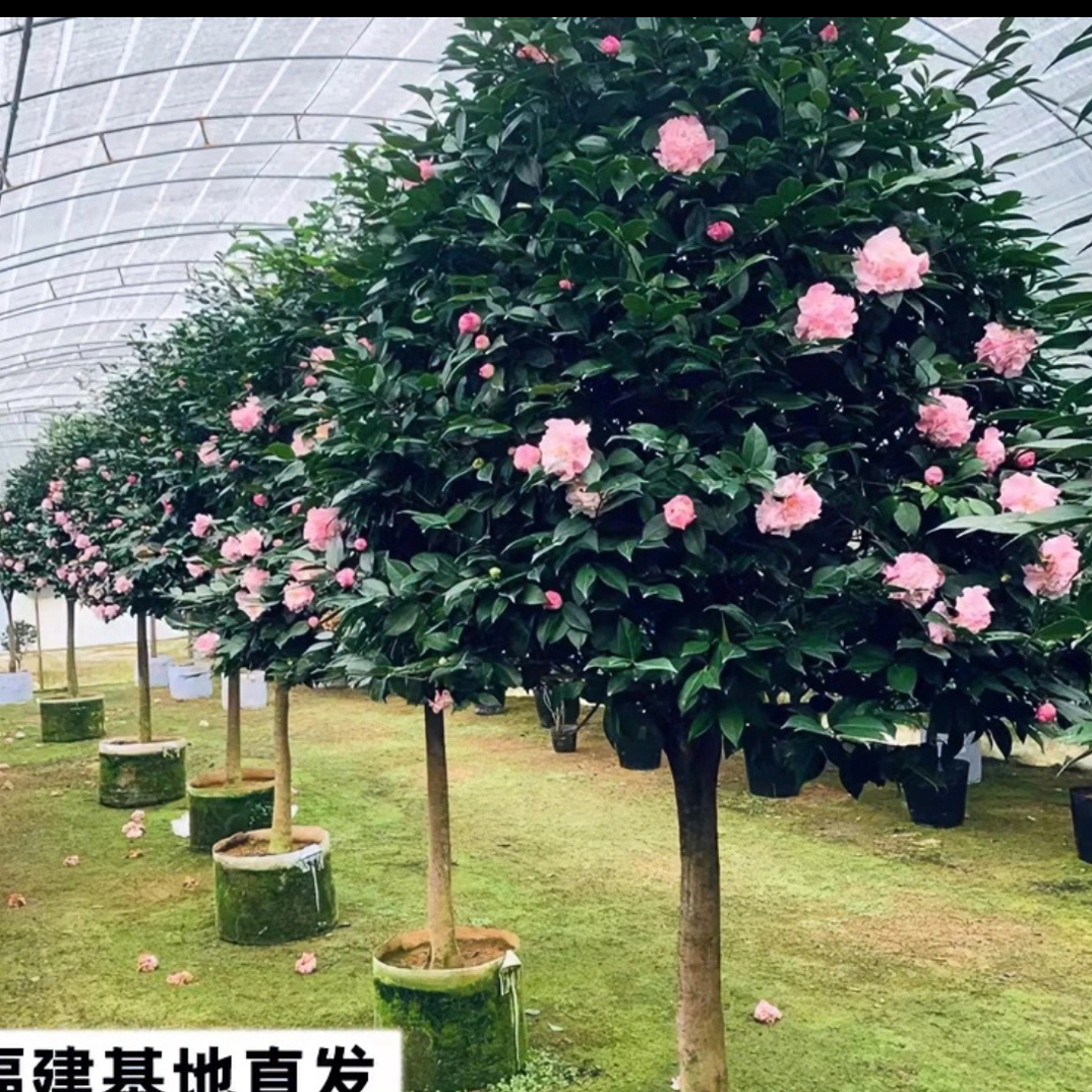 粉色香妃特大号棒棒糖树型茶花适合庭院地栽