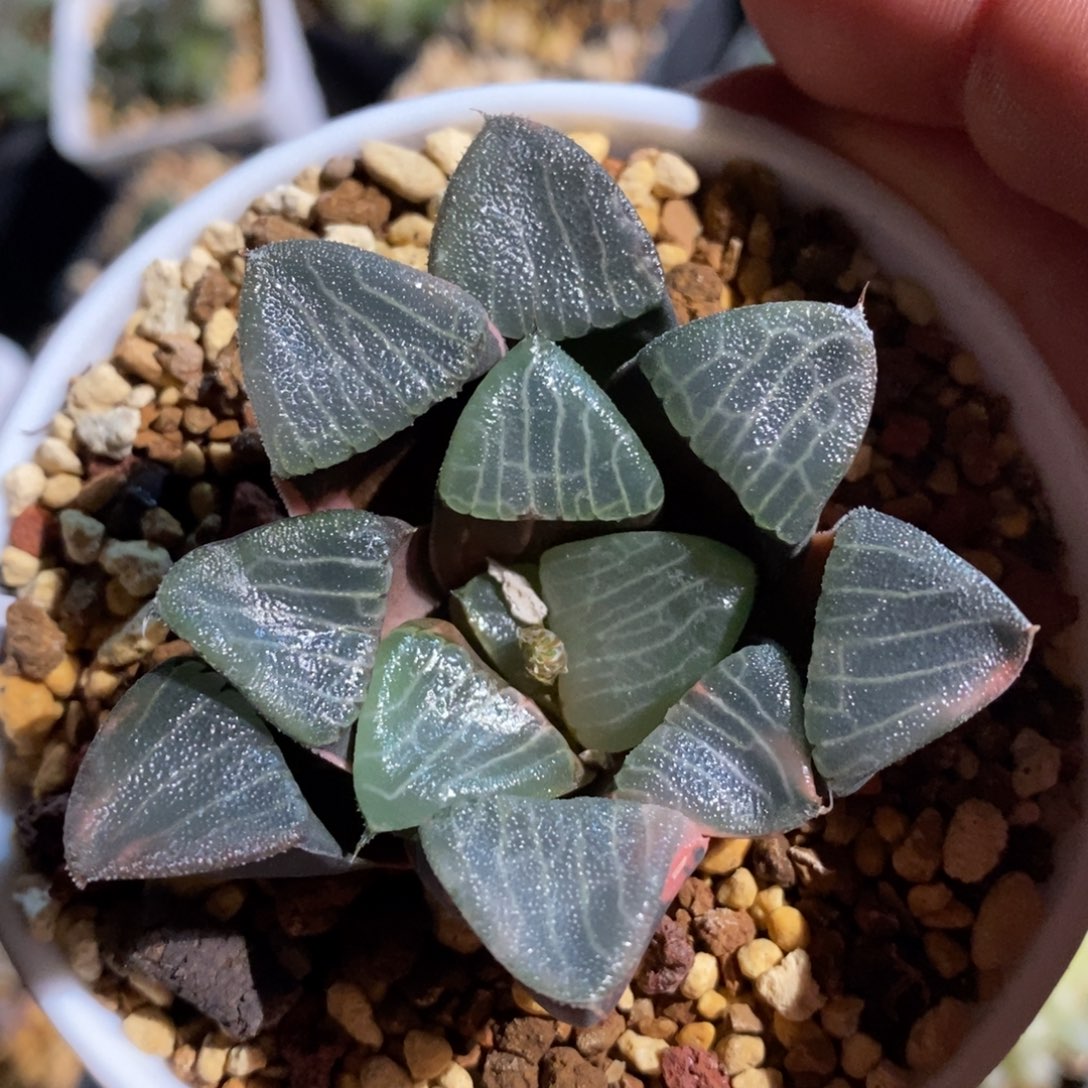 一颗实生克锦 元旦福利 超级大漏