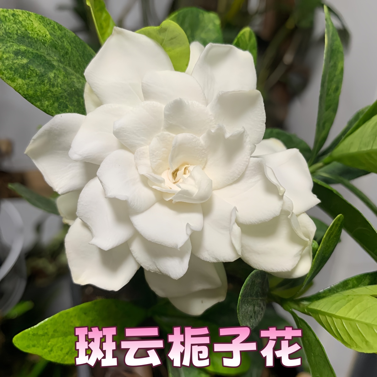 【斑云】栀子花贵货品种小叶栀子花浓香耐热绿植花卉室内外植物