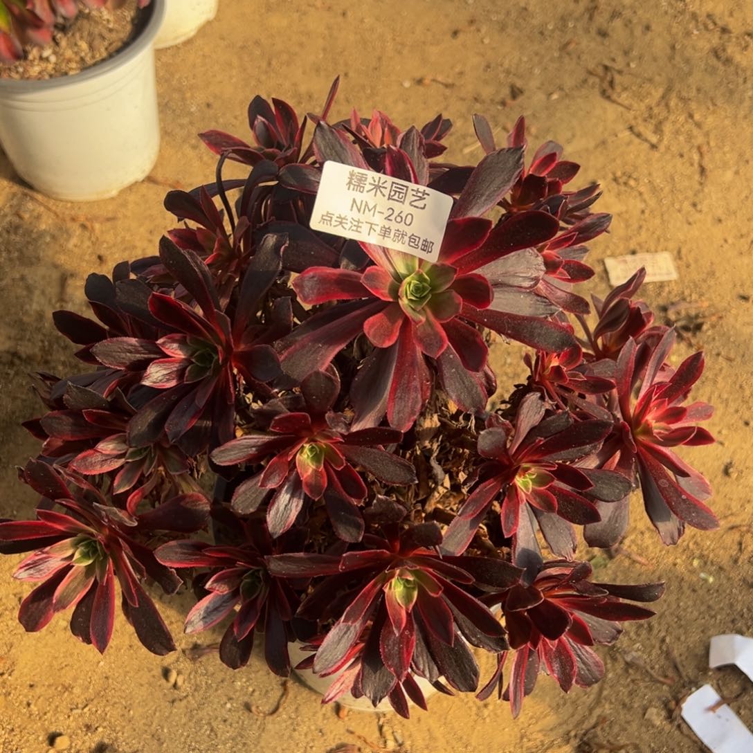 婚纱对肉植物260