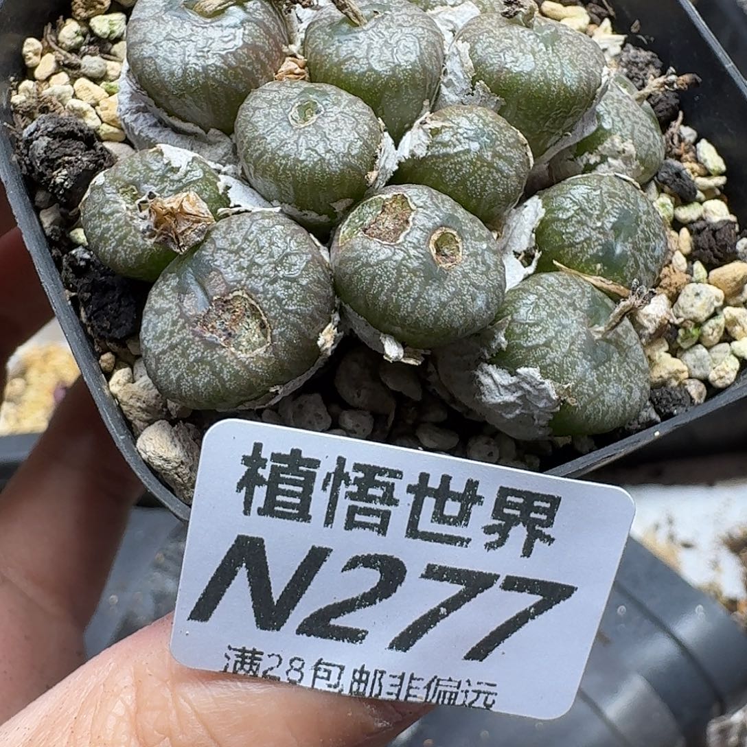 多肉植物的人生吃bb