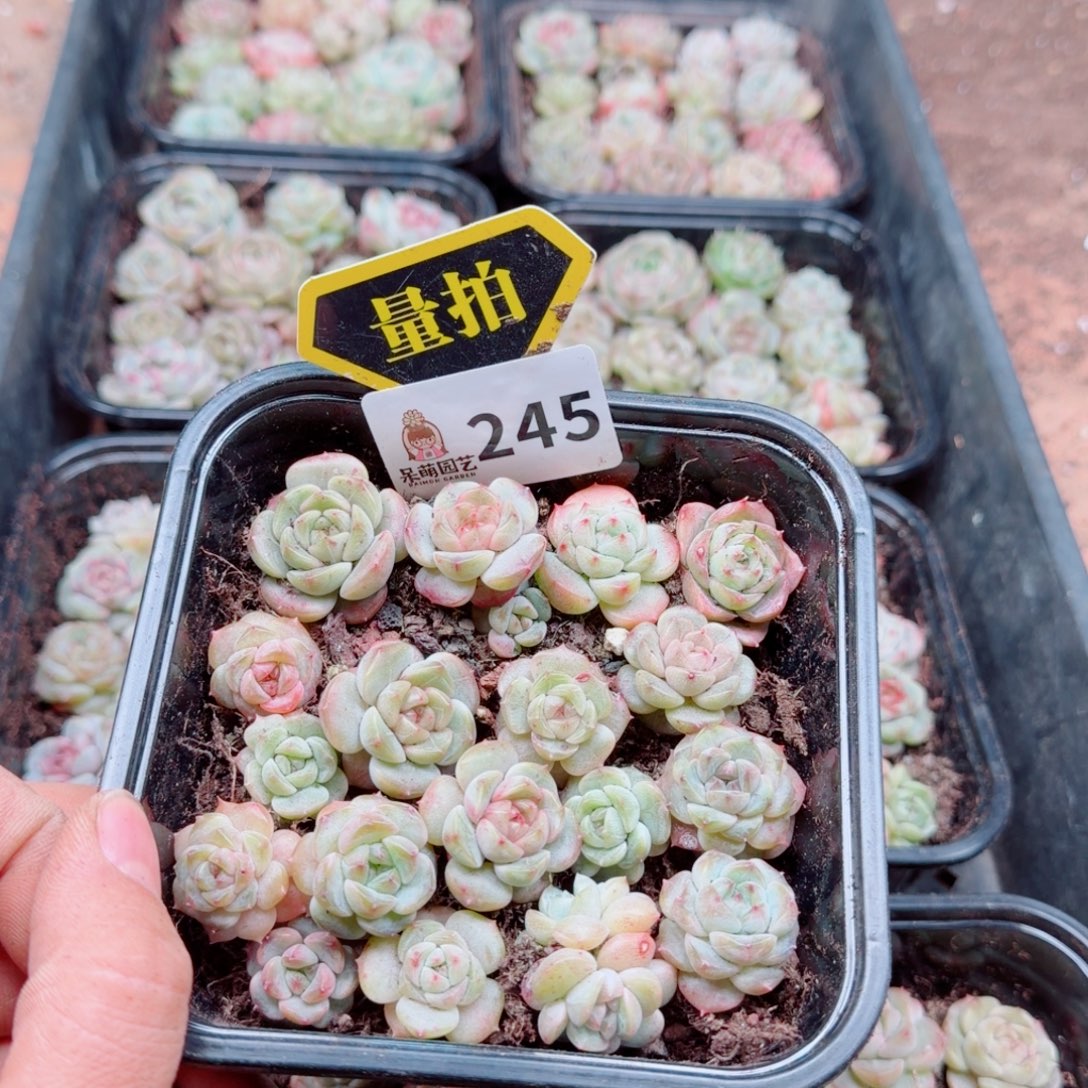 多肉植物多肉植物