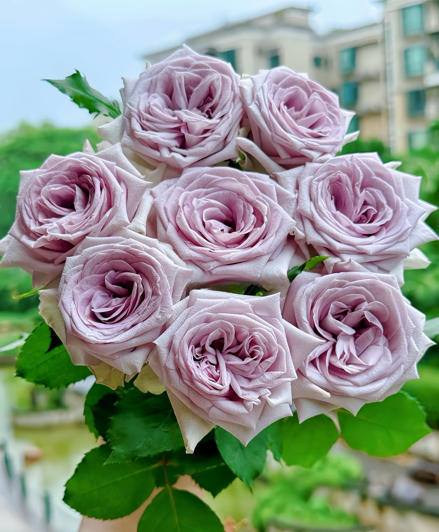 [紫荔枝]玫瑰一单不发货！！