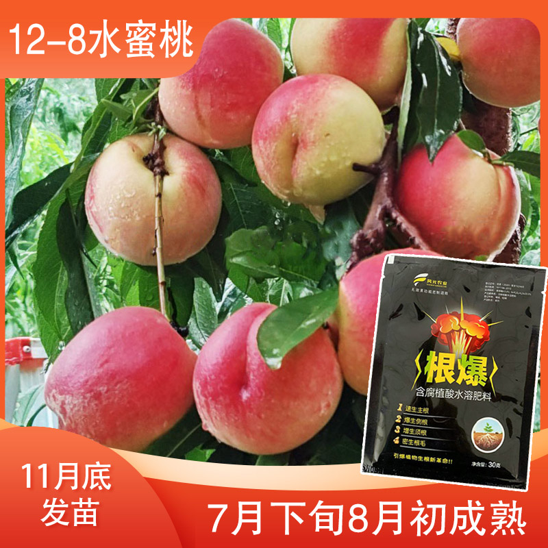 【12-8】桃博士农业接穗