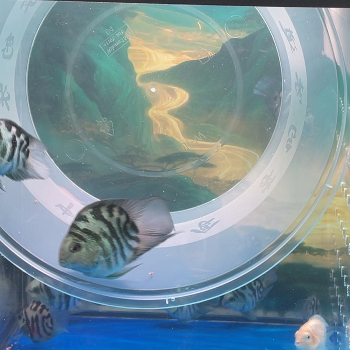 鹦鹉鱼迷你鹦鹉鱼