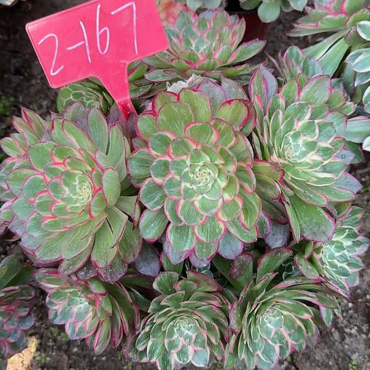 2-167莲花座多肉法师