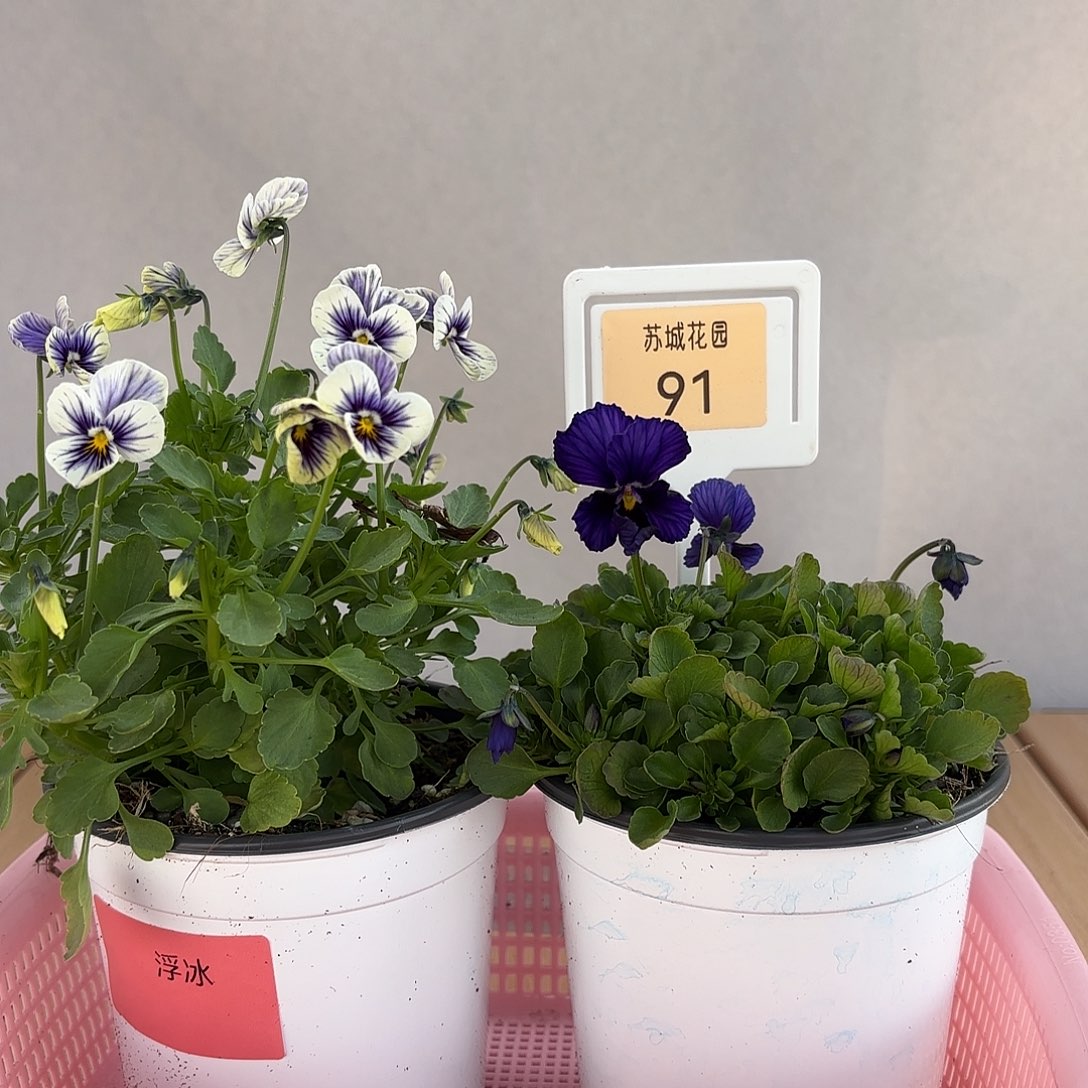 大部分开放少量花苞91