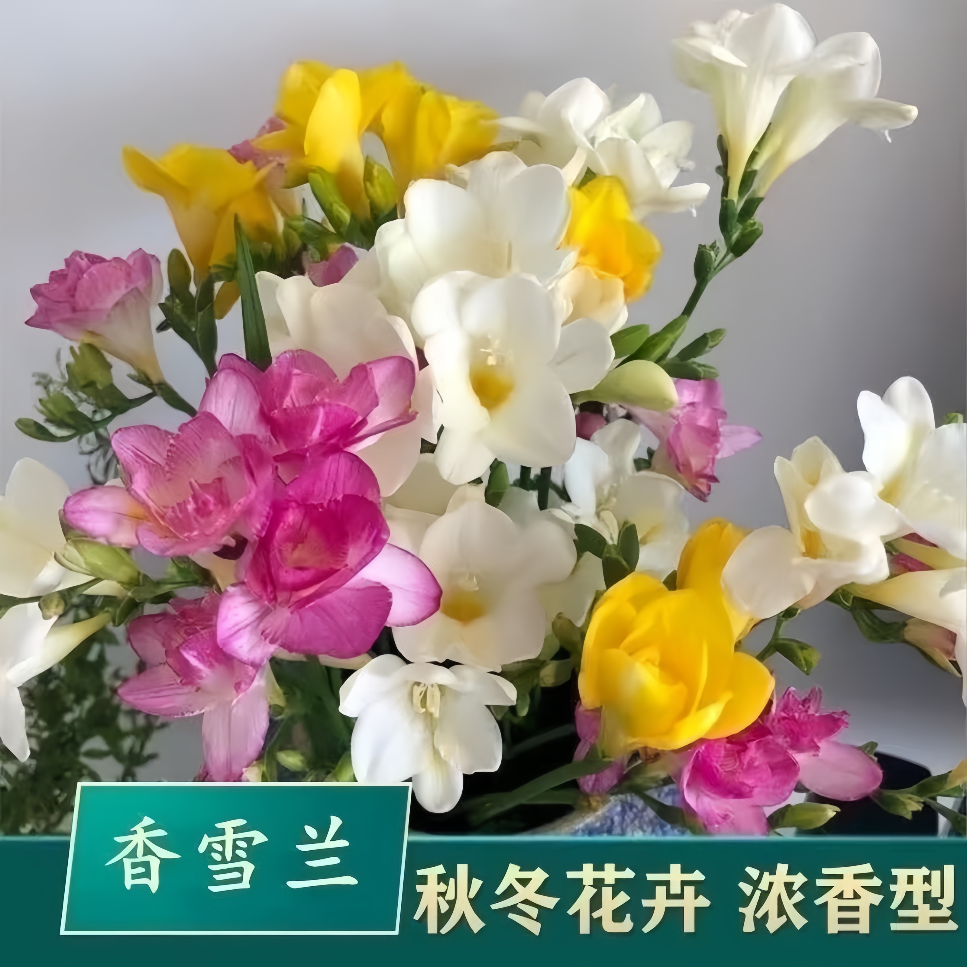 （香雪兰种球）浓香秋植型球根多年生花卉盆栽北方9月种南方10月种