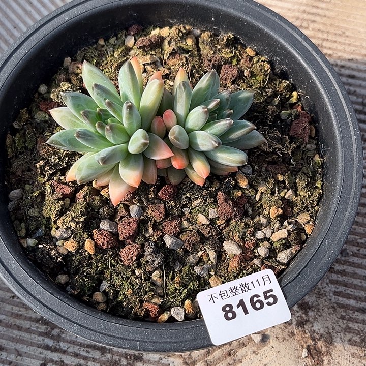 阿雅园艺。        8165