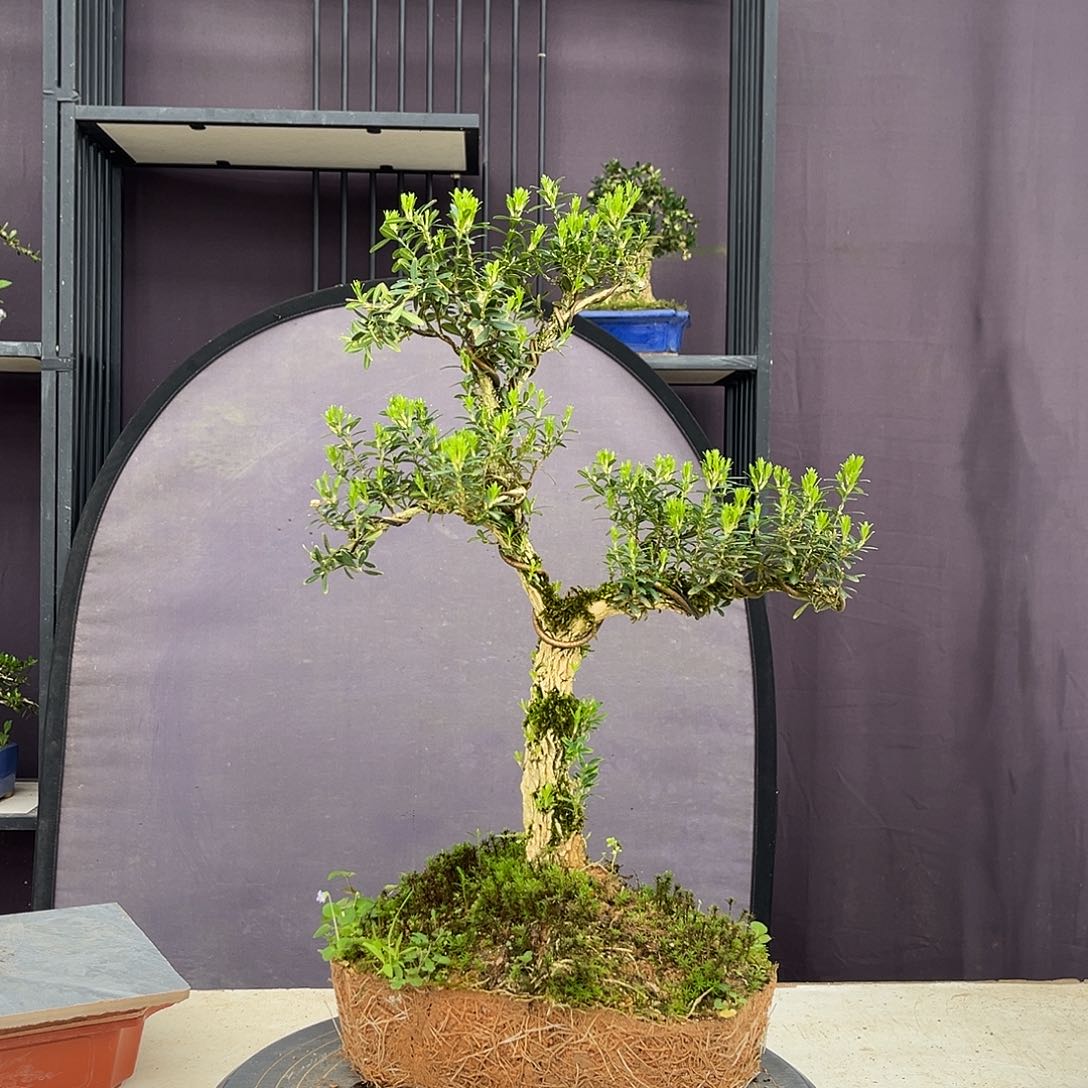 塑料小叶雀舌皱皮黄杨