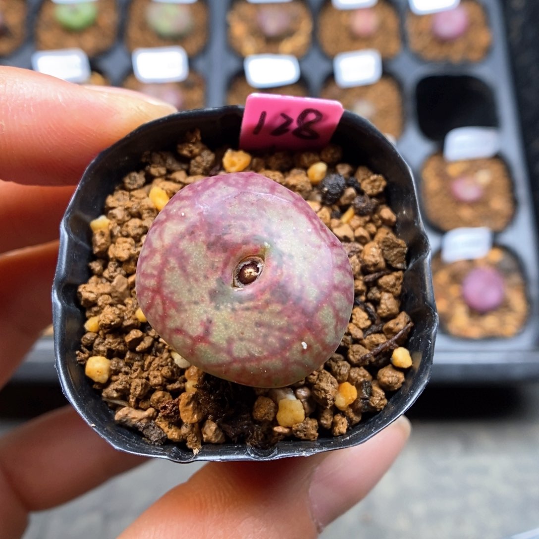 瑶*?多肉植物Q-749（2.1）墨杂凤凰纹