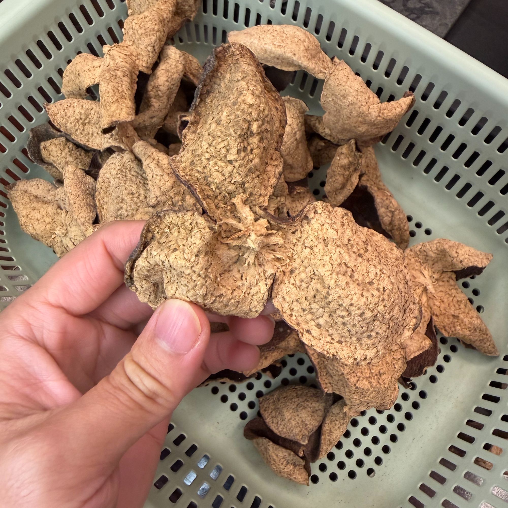 新会茶坑青皮儿2016年圈枝