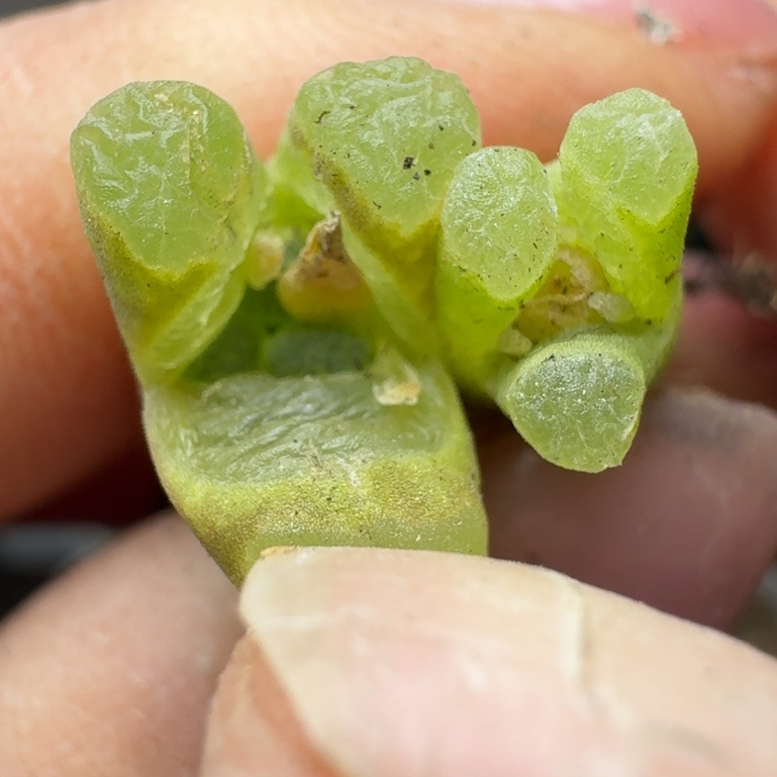 212两颗奔奔000000000