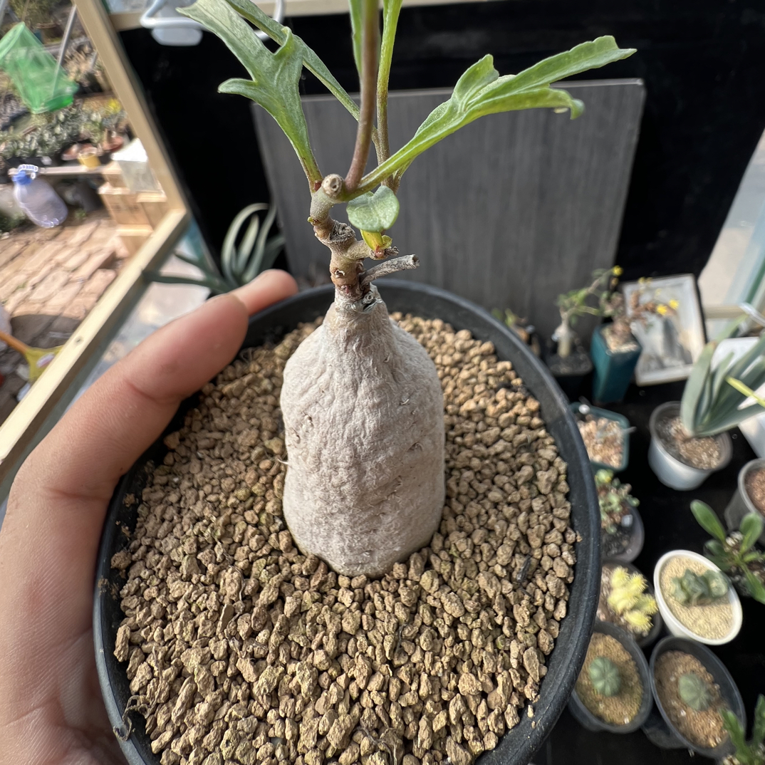 稀有块根何鲁牵牛多肉植物带盆发货