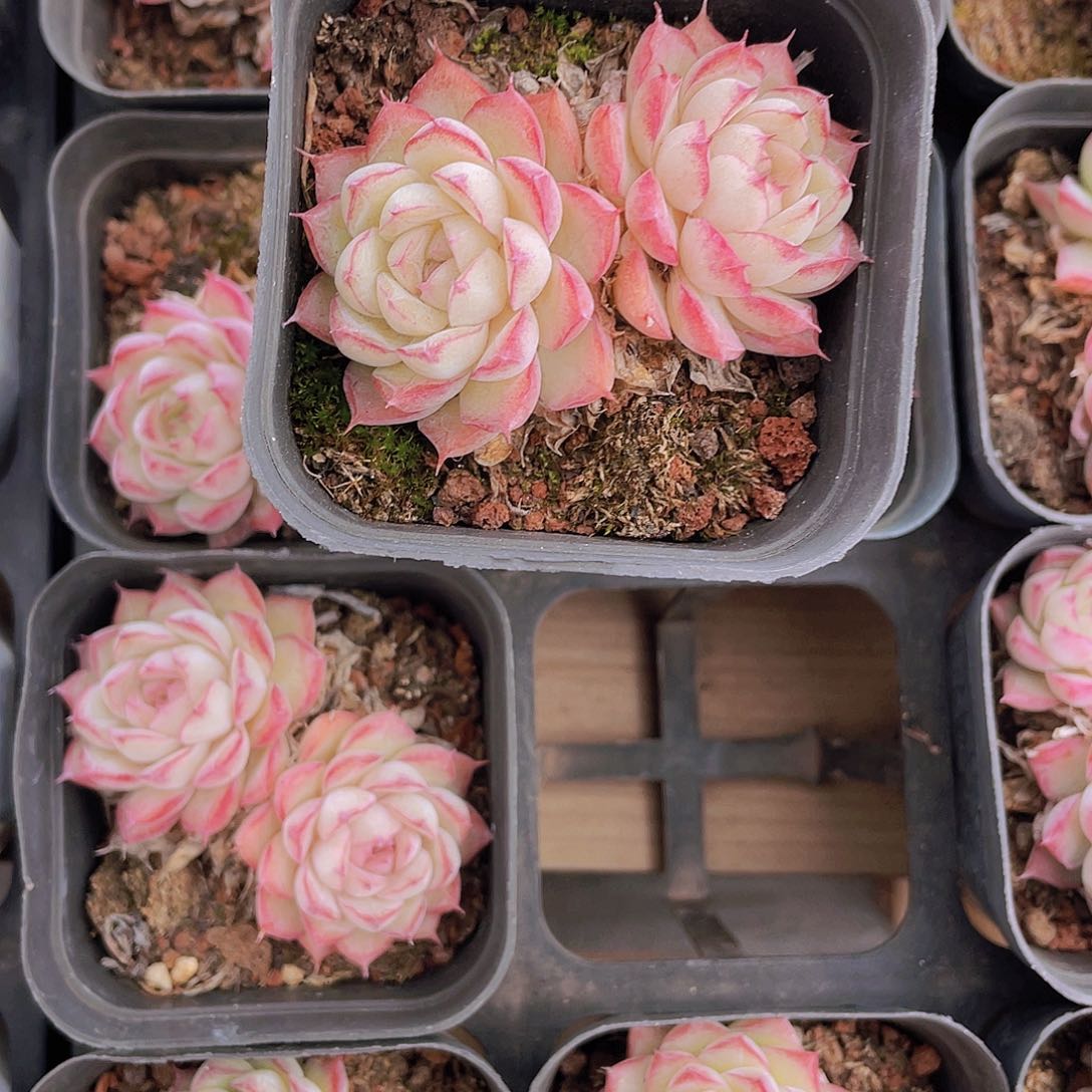 0000000000000000000039量拍