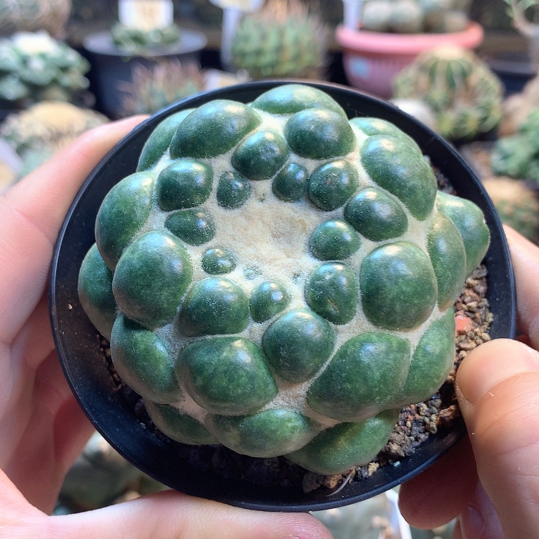 自根蜘蛛眼               