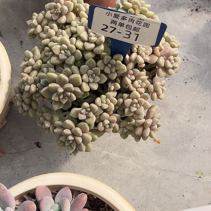 小****多肉植物组合盆栽27-31