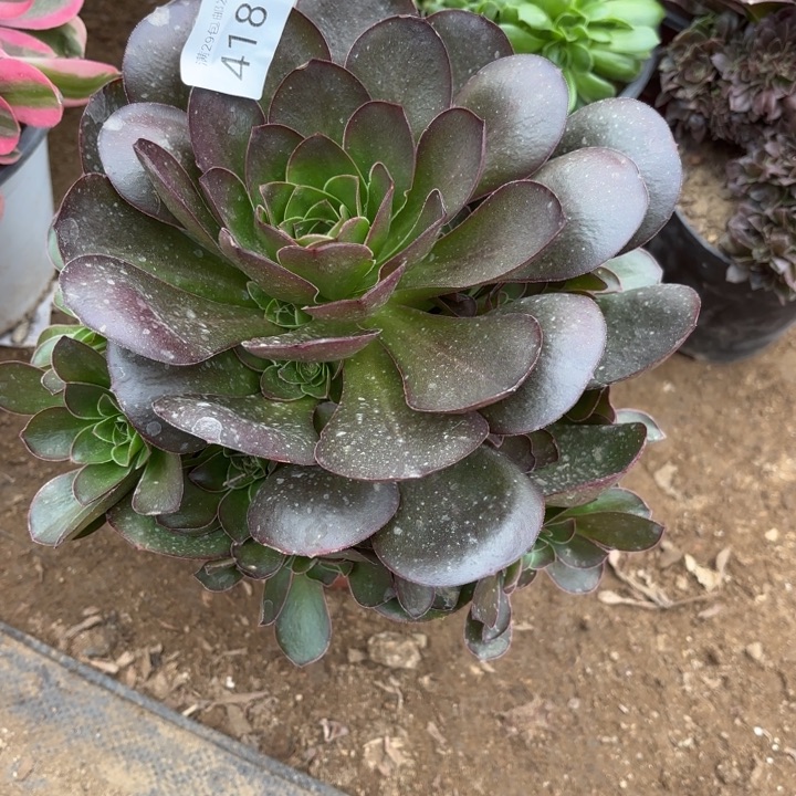 魅金玫瑰多肉4181