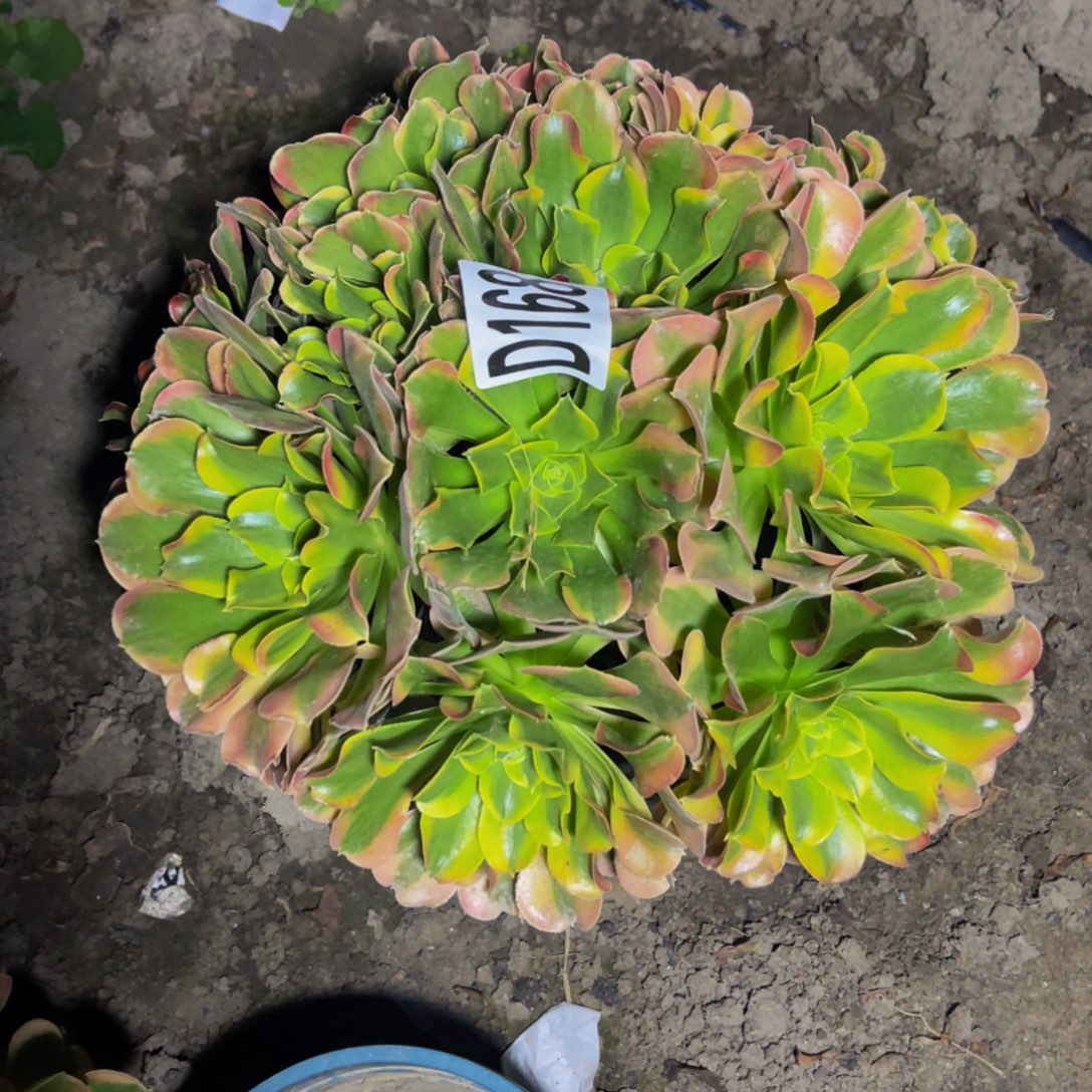 炫彩法师26//////38