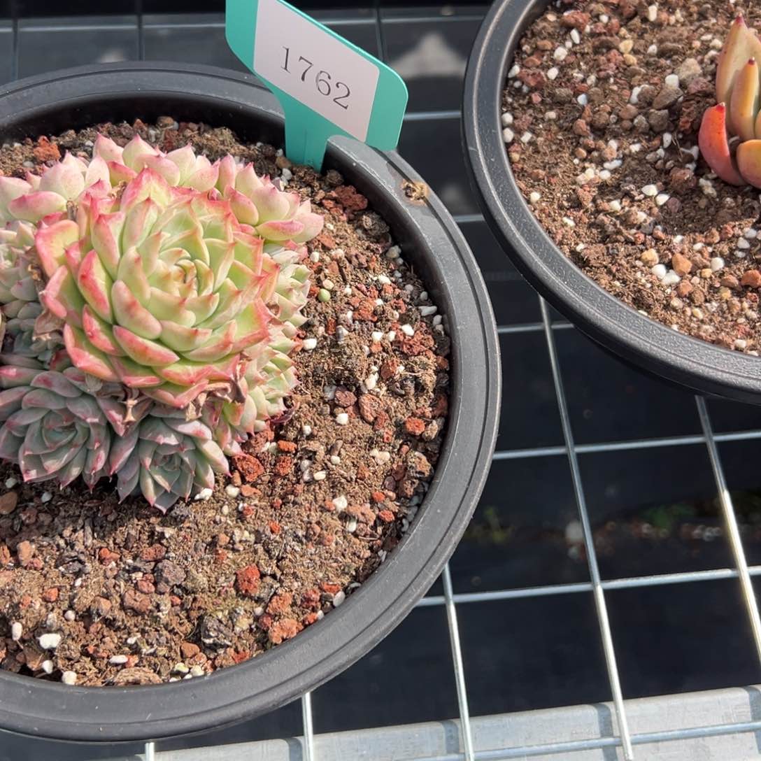 叮**剧1762多肉多多多多多