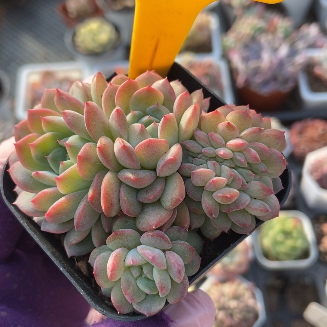 565干冰缀多肉植物保护