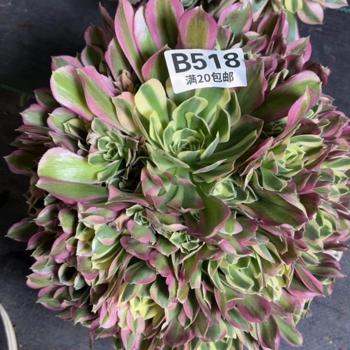 瑞妈一物一拍518