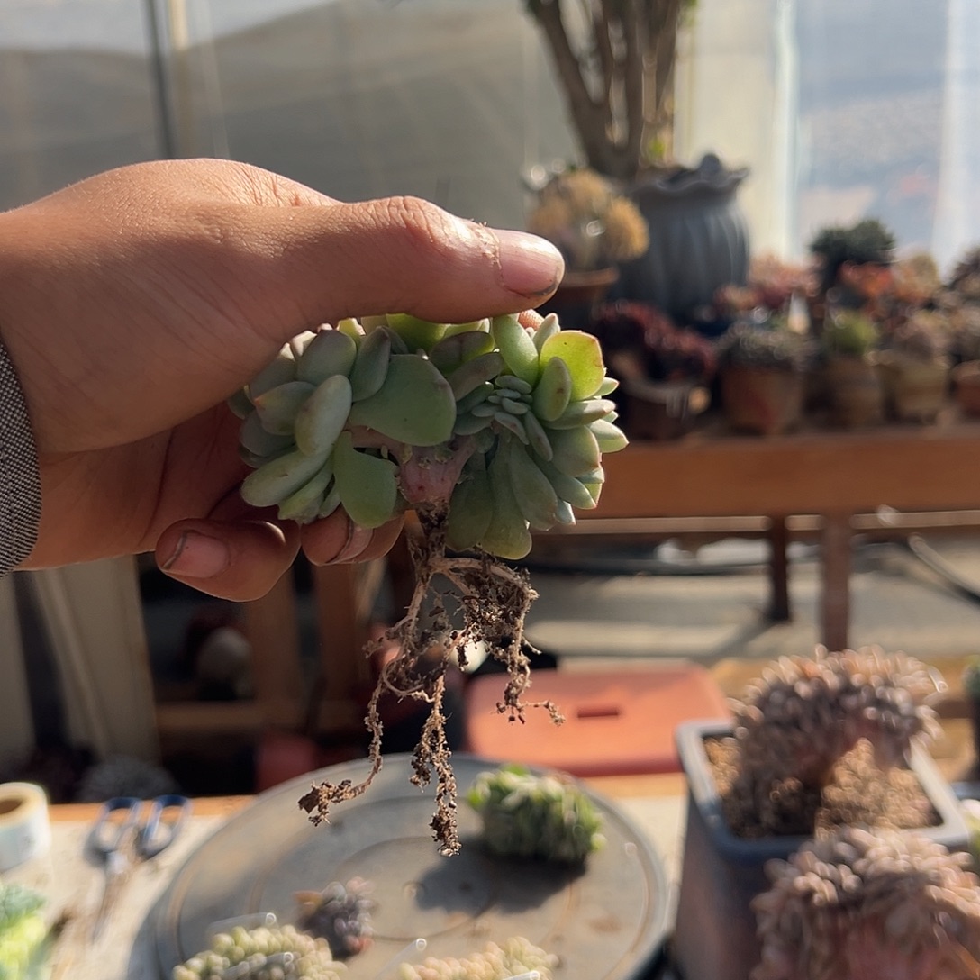 鸿***城多肉植物实物直播实物75