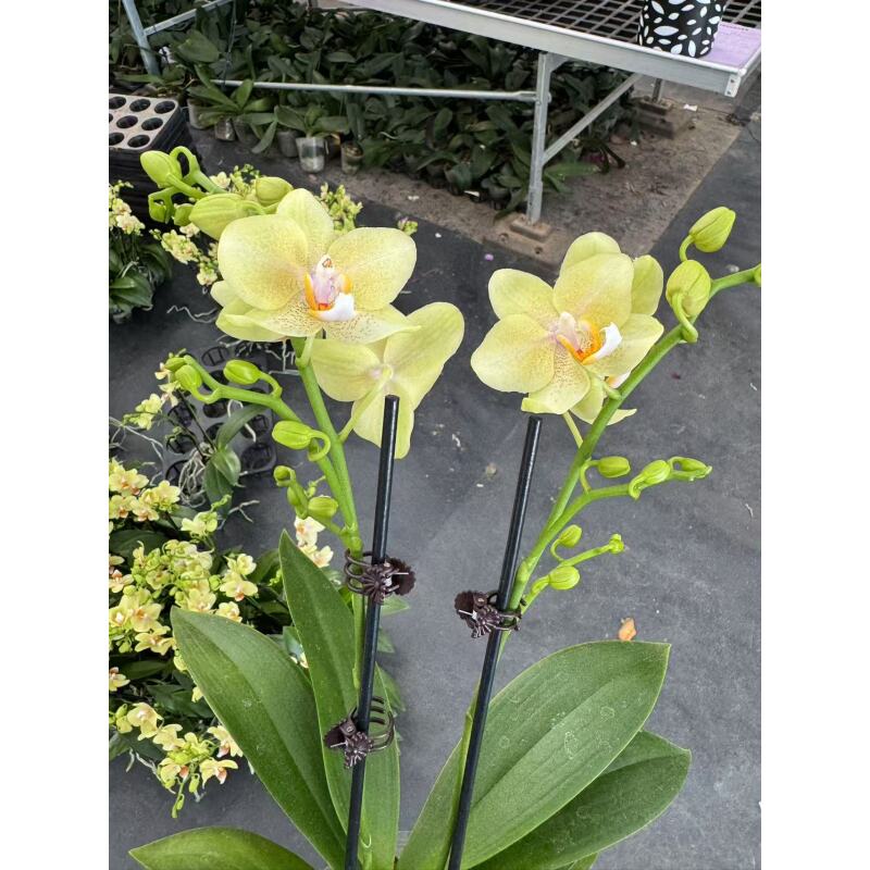 蝴蝶兰[里窝那]昆明直发