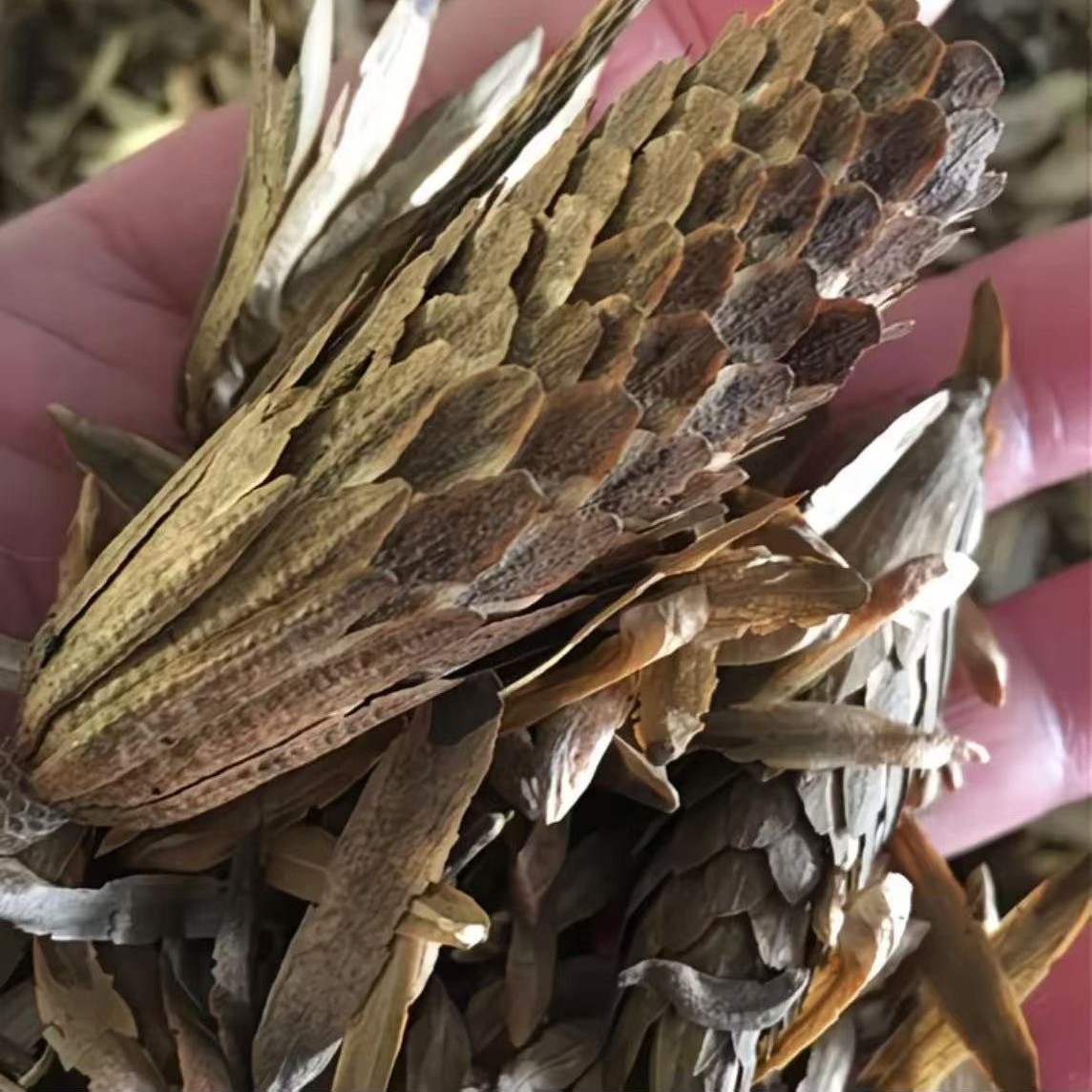 马褂木新种子【马褂木种子】一斤