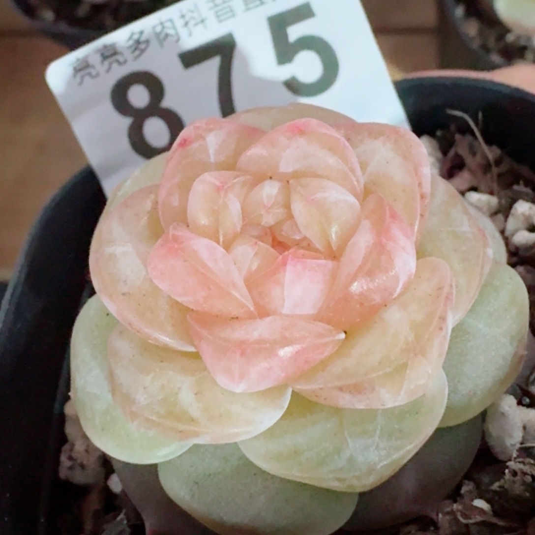 孤品       多肉植物