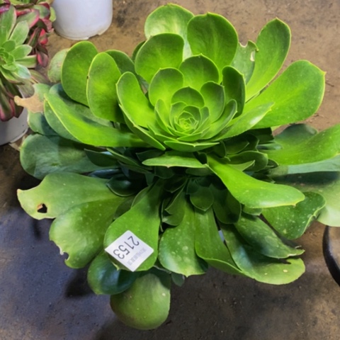 加州香炉盘多肉2153