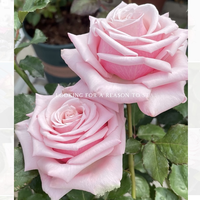 精品【珍珠项链】花期超长 耐晒耐雨抗病好2加仑根接苗云南发货