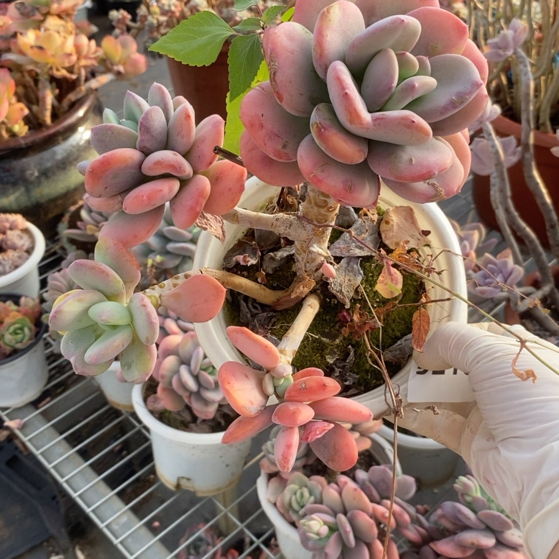 5213貂蝉老桩一物一拍