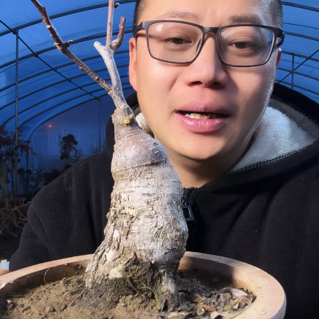 用***4当前无花朵，栽培后可花朵