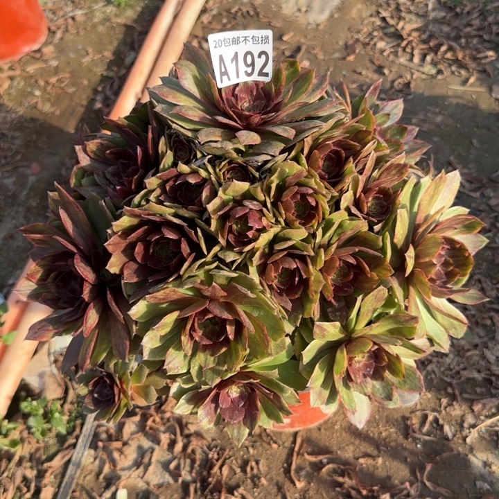 红丝绒……多肉植物……