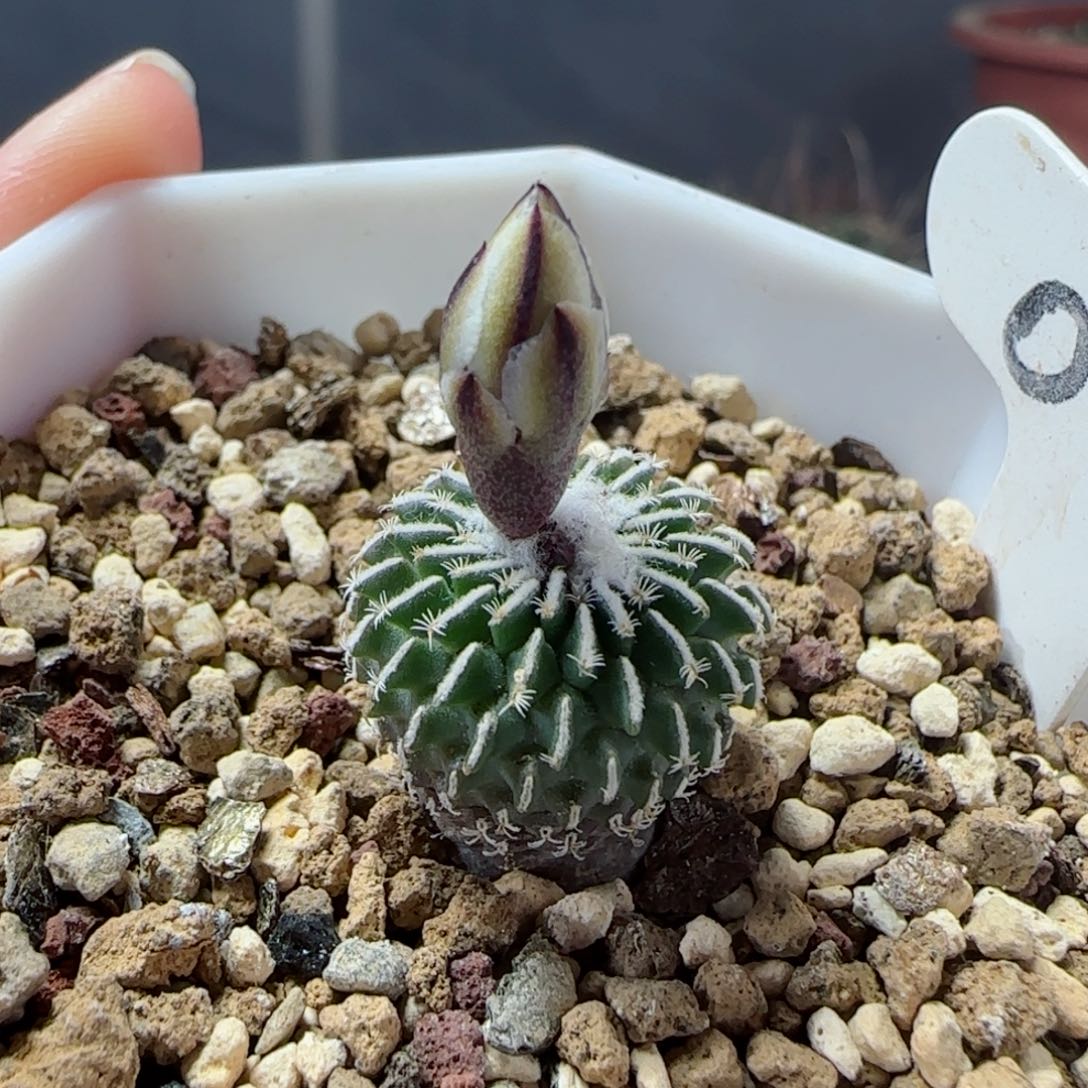 94实生刺缀精巧殿多肉