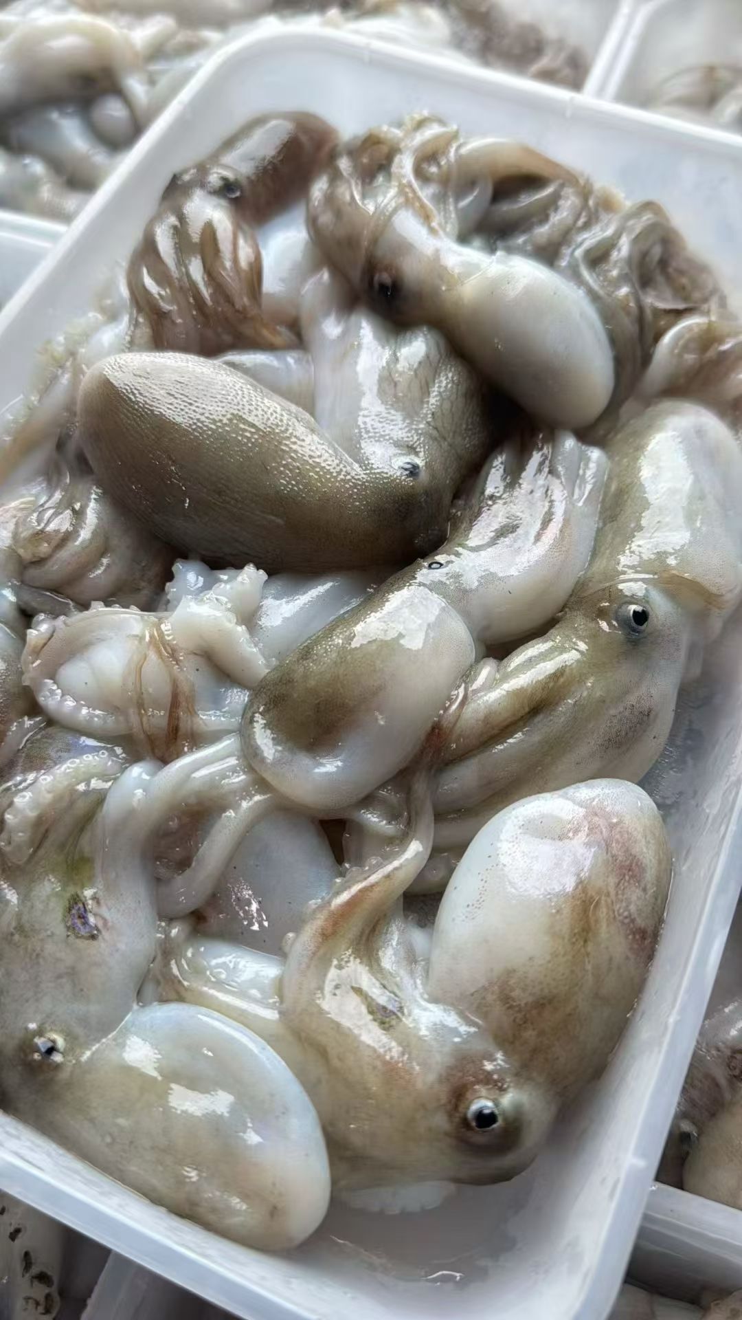 广西北海北部湾小八爪鱼