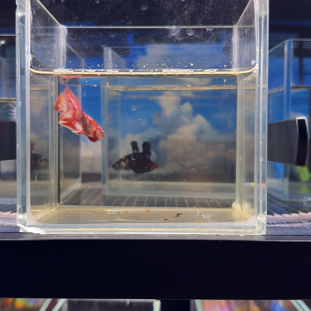 斗鱼vip精品高品质巴隆塞宝宝