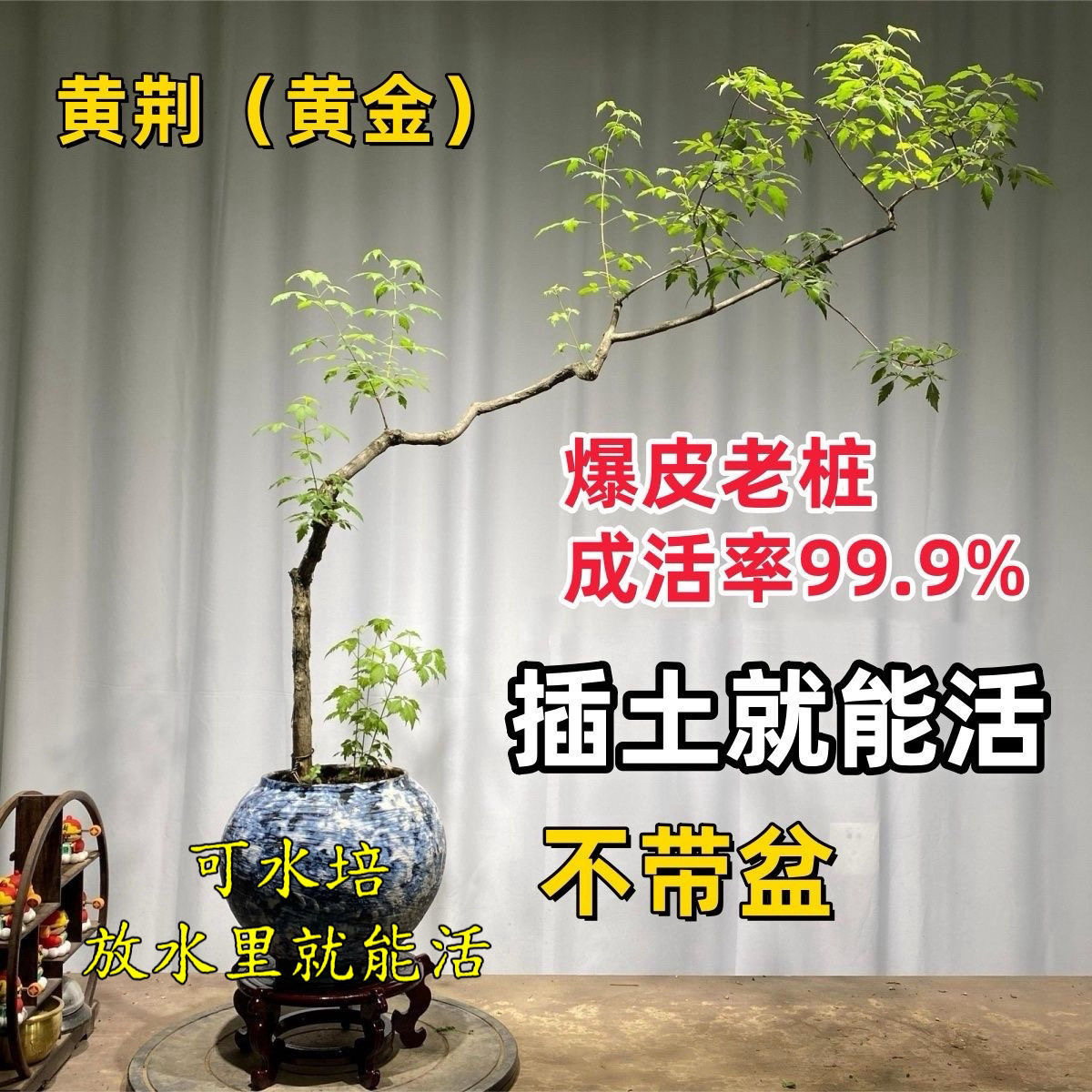 小叶黄荆老桩苗室内外造景茶几绿植盆景造型