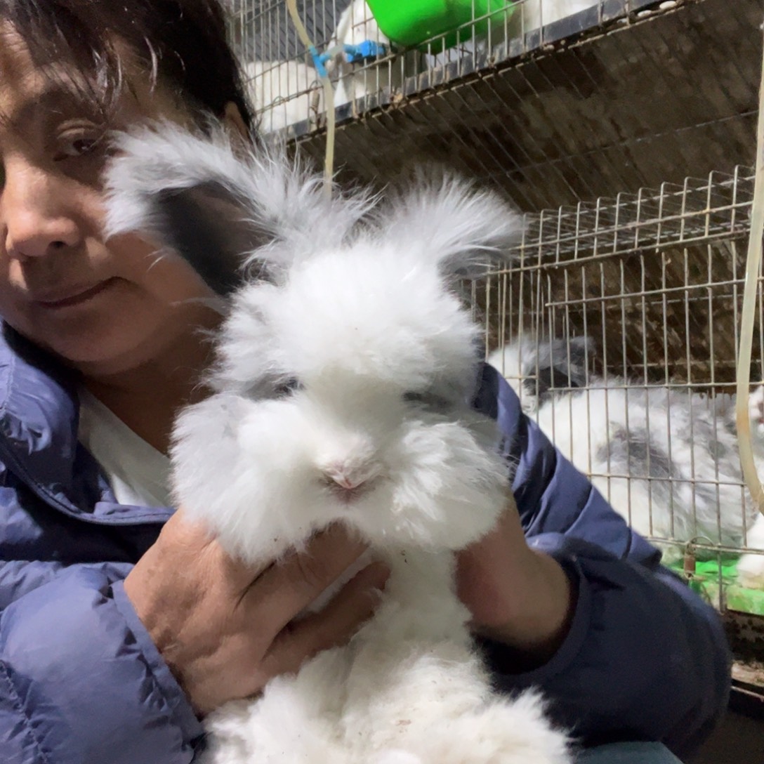 英系安哥拉宠物兔子