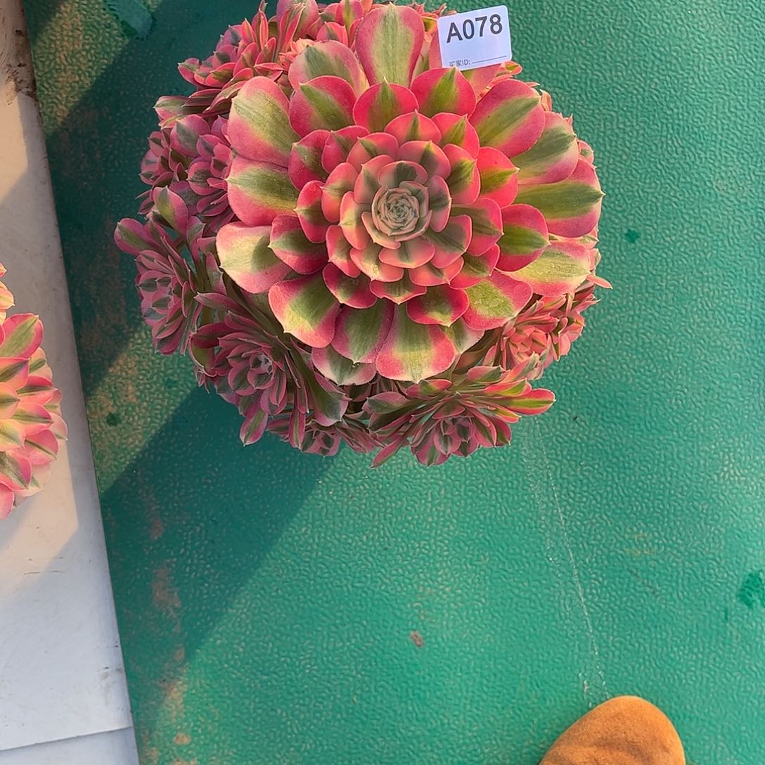 Z***o多肉女巫00000000078