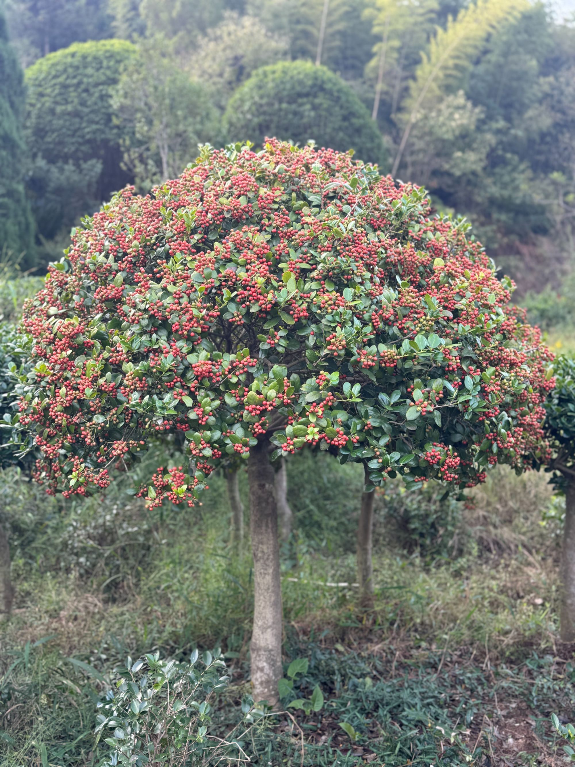 金玉满堂鸿运果无刺枸骨球盆栽地栽四季常青耐寒耐热适用于庭院