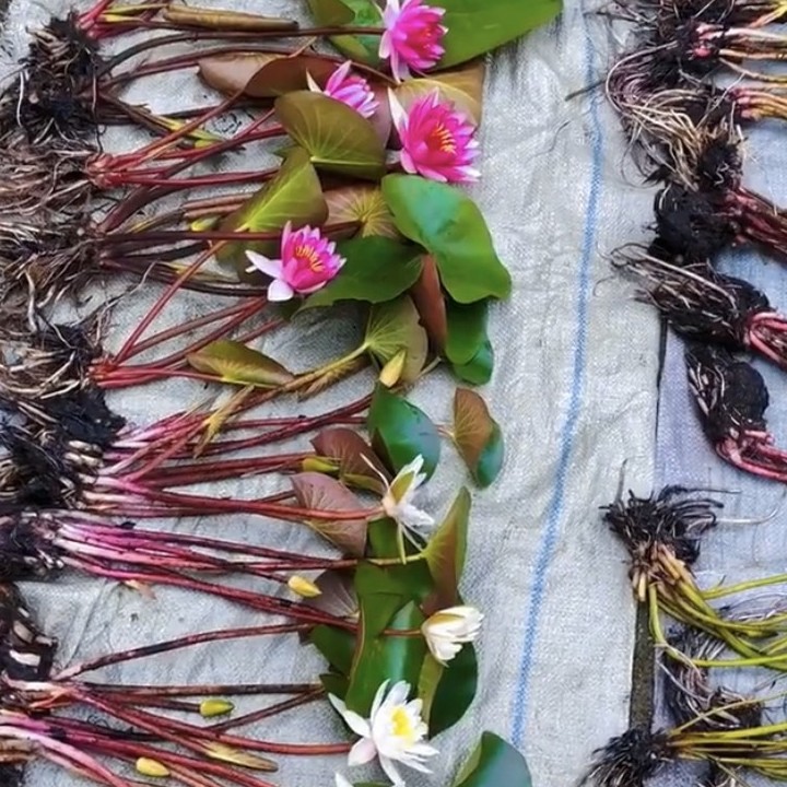睡莲盆栽水培植物 新手试种