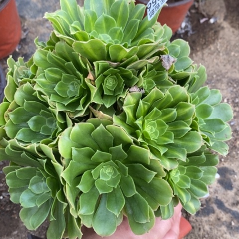 956翡翠琉璃满25包邮多肉